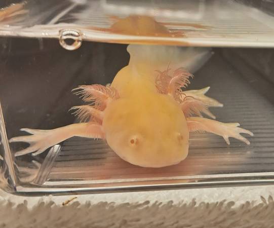 Juvenile axolotls available! (Warner Robins, Middle GA)63922480855042120