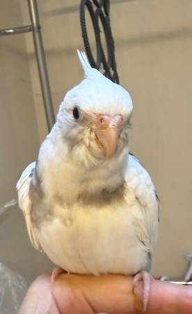 Handfed male Whiteface pied cockatiel (Lynnwood,WA)63853650758915122
