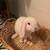 3 Holland lop little girls left! 7 thumbnail
