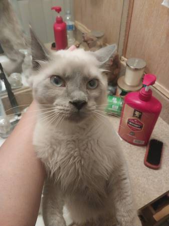 Gato Macho (Harker Heights)63839344654721122