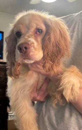 Cocker Spaniel 1