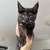 Maine Coon x Scottish mix kittens 1 thumbnail