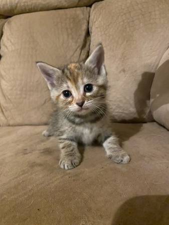 cute kittens (Wilkesboro)63953271383042123