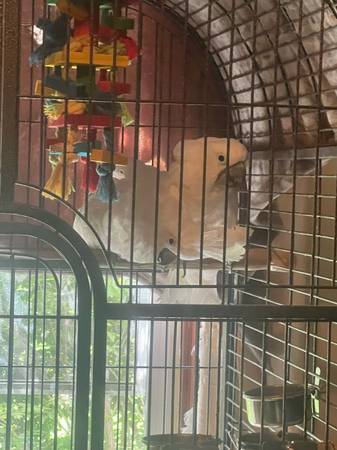 Cockatoos (Malmo)63938547602691121