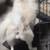POMERANIAN 2 thumbnail