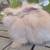 English Angora Bunny Rabbit Chocolate Harliquin 2 thumbnail