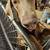 Doberman 1 thumbnail