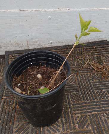 BEAUTIFUL SCENT WHITE LILAC TREES STARTERS - $3 (Shoreline)63471370052481122