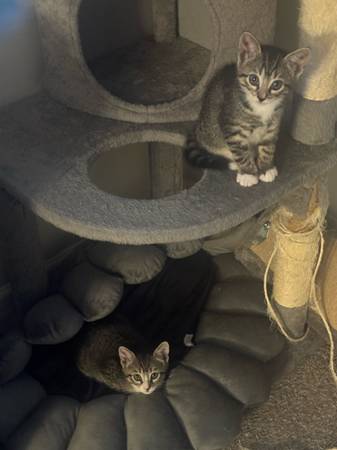 1 gatito macho busca buen hogar (Bronx)63699050637825122