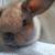 Holland lop rabbit 3 thumbnail