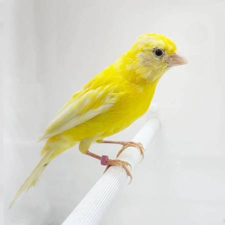 Russian canaries (cupertino)63966186130307120