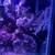 Columbian Shark (Saltwater) 9 thumbnail