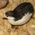 Birds Painted Button quails 4 thumbnail