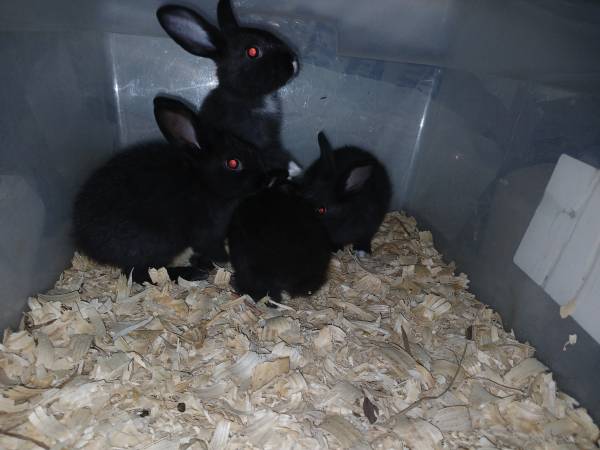 Conejitos (Warren)63661192839811120