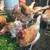 ISA Browns Chickens Hens 2 years old 4 thumbnail