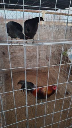 gallos 1