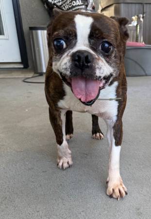 Found senior dog (Diamond Bar) (Kirkland)63862434519297120