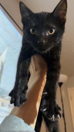 Black Cat (Durham)