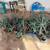 Aloe Vera 1 thumbnail