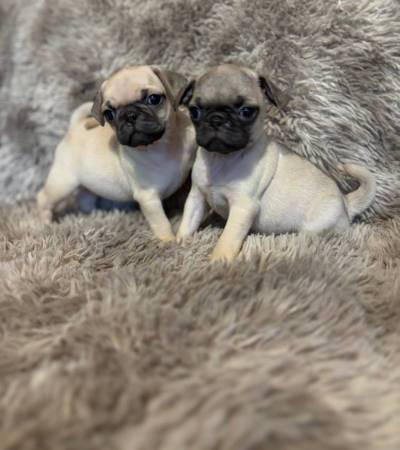 AKC Pug Puppies 1