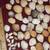 sea shells, mostly scallops 3 thumbnail