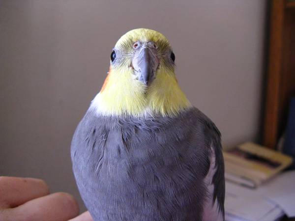 Pet birds (cockatiel) (Silva)63612039479811121