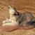 12X BEARS AND WOLF WOLVES FIGURES K'S COLLECTION ENESCO 8 thumbnail