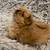 Pekingese pups 4 thumbnail