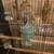 13 hand raised and bred society finches and cages 2 thumbnail