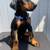 Doberman puppies 2 thumbnail
