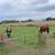 Hereford/Short Horn Cross Cattle 3 thumbnail