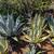Low Maint. Plants/Plant Pots 15 thumbnail