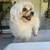 Found cream and white dog/ Mascota cream y blanca encontrada 4 thumbnail