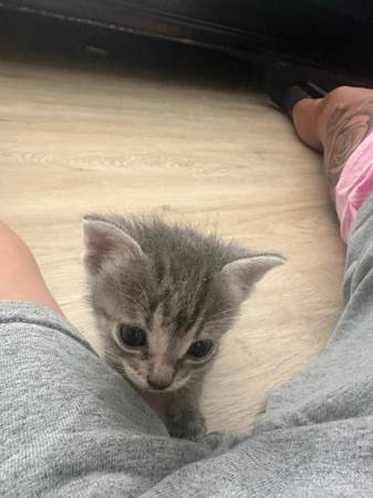 Kittens (Chula Vista)63894602721410124