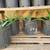 Moving! Aloe Plants! 2 thumbnail
