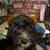 Newfoundland/ Standard Poodle 9 thumbnail