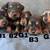 Dorkie puppies!! 5 thumbnail