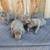 Dogs 6 thumbnail