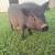 Kunekune/ Juliana mix piglets 4 thumbnail