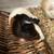 Silkie mix baby guinea pigs & Abyssinian male looking for loving home! 3 thumbnail