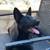Solid black german shepherd female puppy 9 thumbnail