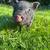 Mini pig for sale 2 thumbnail