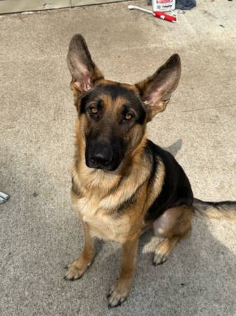 Pastor alemán macho en adopción (Terre Haute)63671518682497120