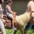 Mobile petting zoo 6 thumbnail