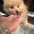 pomeranian puppies 7 thumbnail