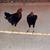 Game roosters 3 thumbnail