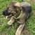 Healthy German Shepherd 1 thumbnail