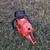 Echo CS-590 Timberwolf Chainsaw 3 thumbnail