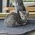 Rehoming almost grown up kittens 1 thumbnail