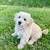 Goldendoodle puppies 7 thumbnail